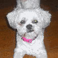 Lost 2 Snowflower (CA)