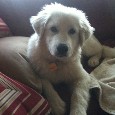 Lost 2 Roofus (CA)
