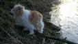 Lost 2 Chi Mama  ( No Tail ) (FL)