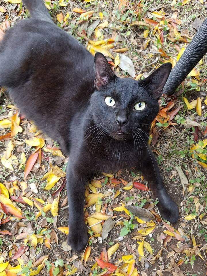 Image of Alucard/booboo, Lost Cat