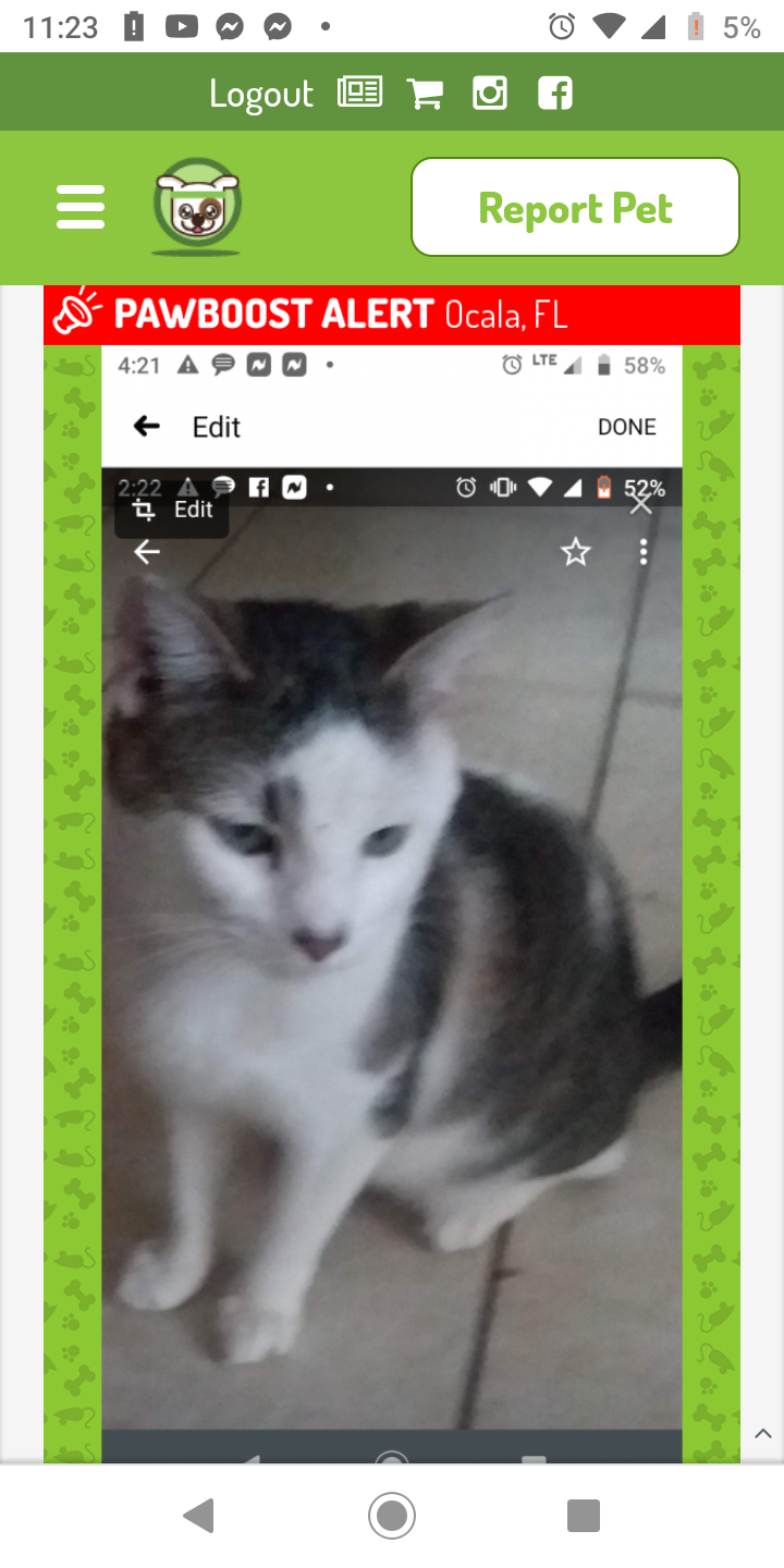 Image of Ocala, Lost Cat