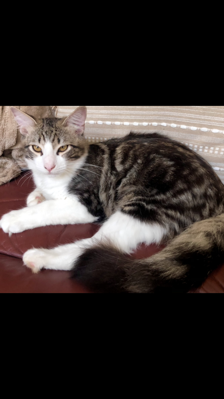 Image of PHIL -(renamed-KODA), Lost Cat