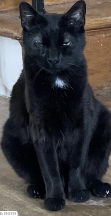 Image of Hades, Lost Cat