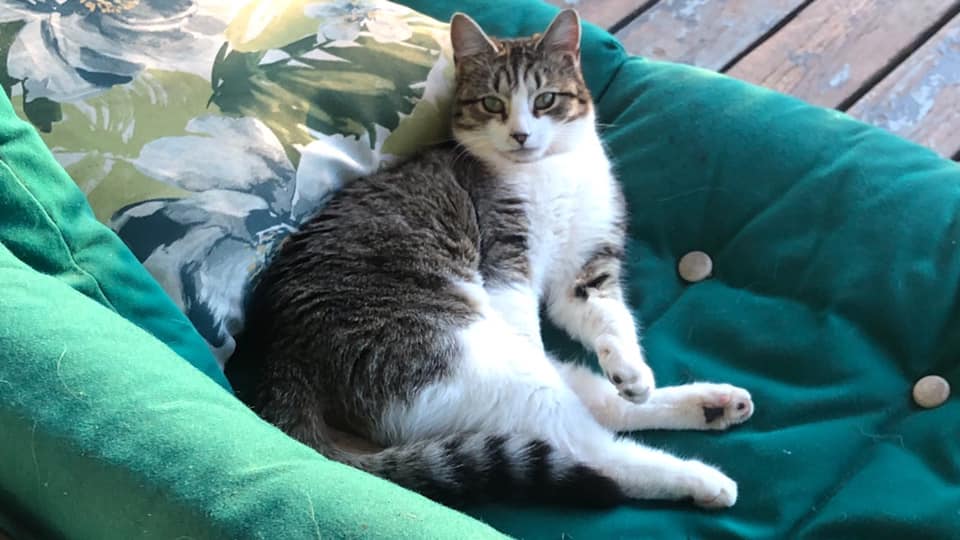 Image of Sharty Bloomers, Lost Cat