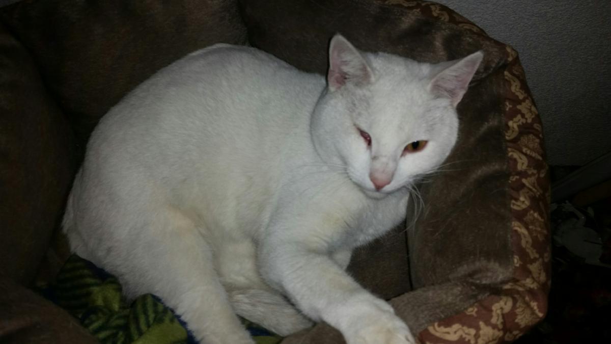 Image of Yoshi, Lost Cat