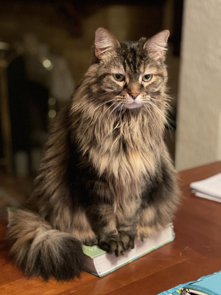 Image of Khaleesi, Lost Cat