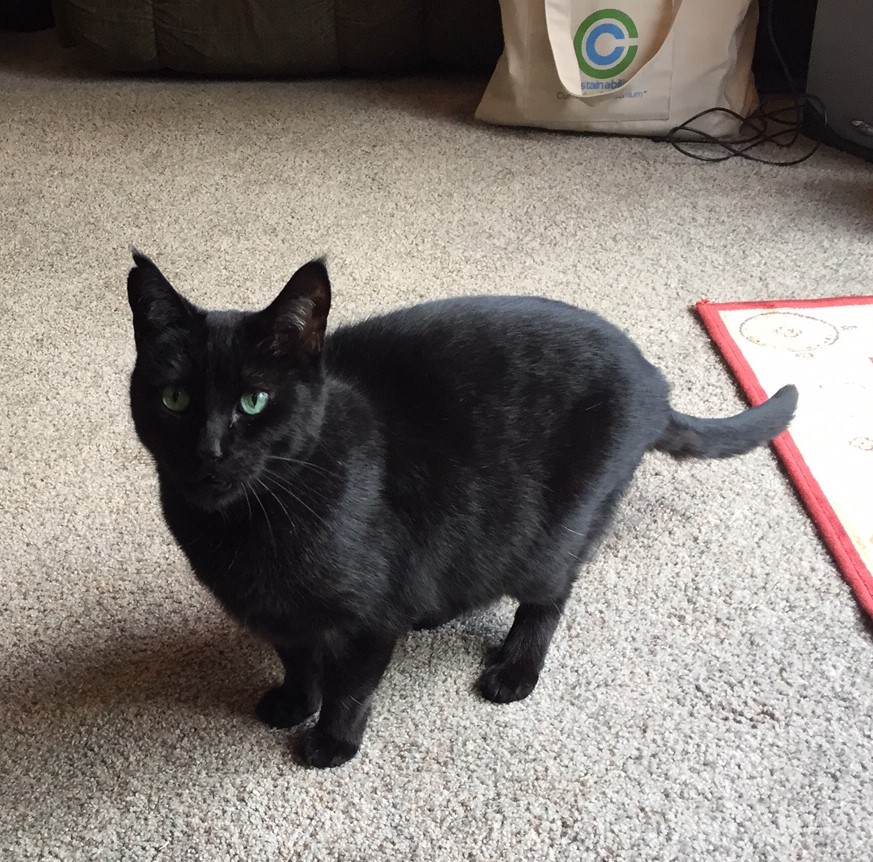 Image of Dexter: all black, Lost Cat