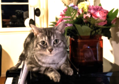 Image of Marcel, Lost Cat