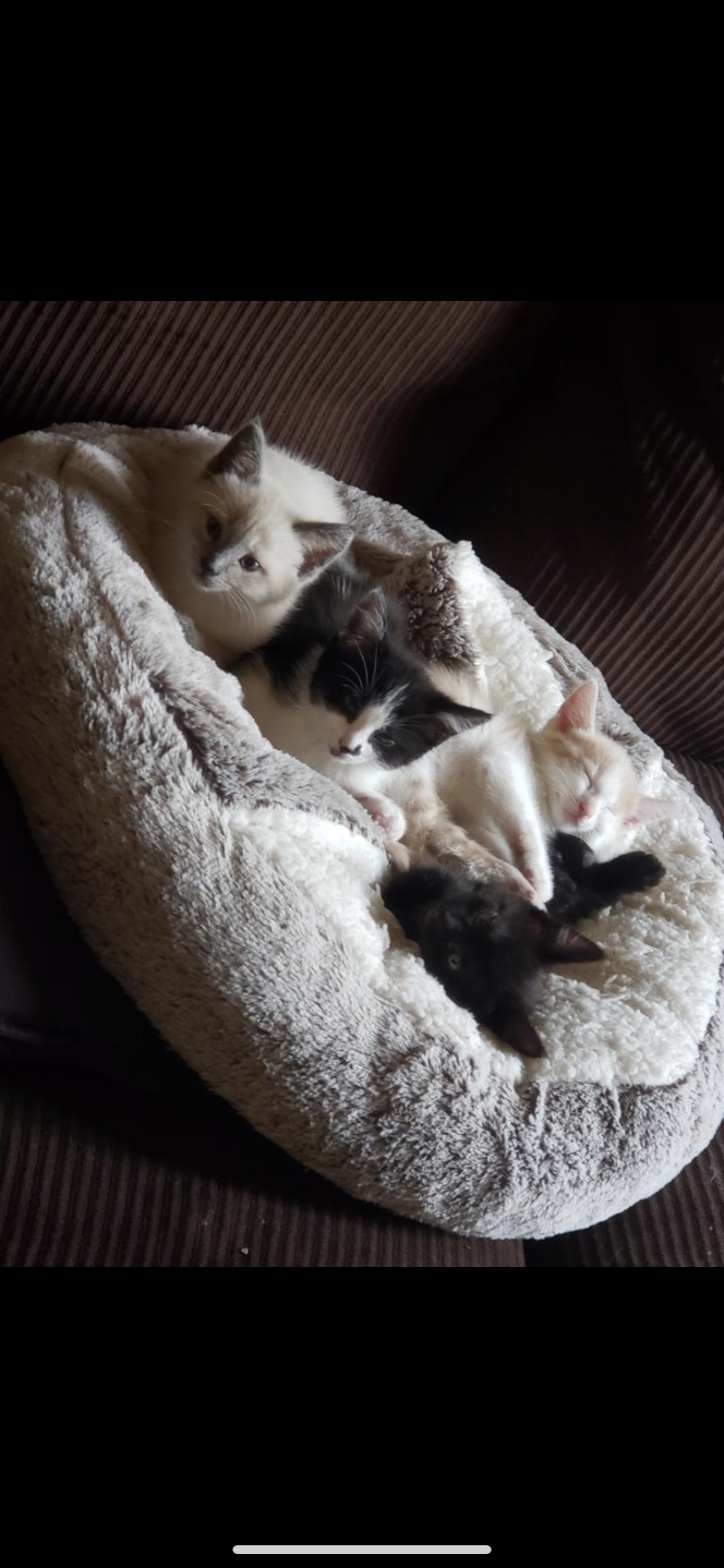 Image of 4 kittens, Lost Cat