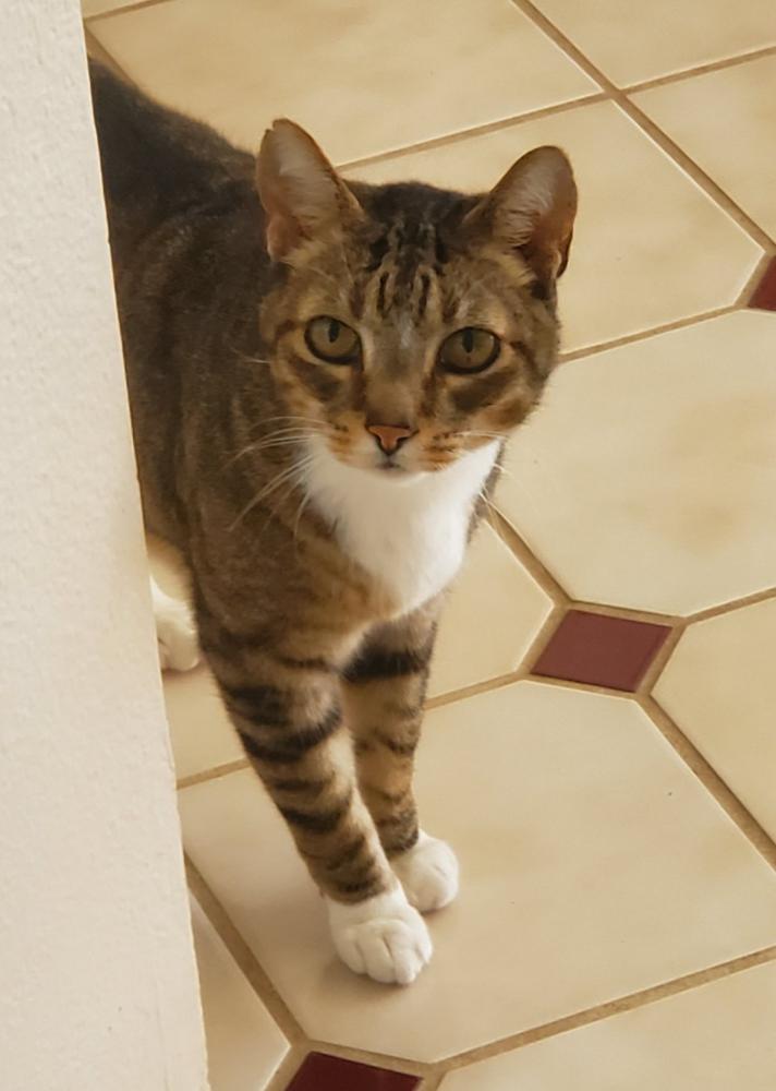 Image of Bam, Lost Cat