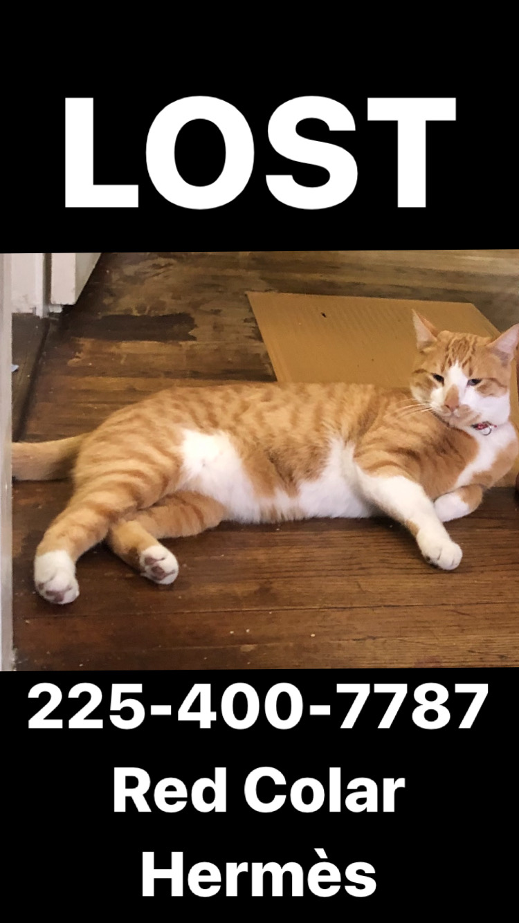 Image of Hermes, Lost Cat