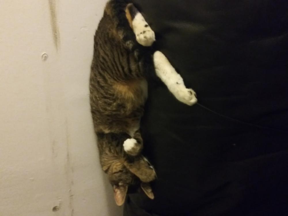 Lost Cat American Shorthair in SPOKANE, WA Lost My Kitty