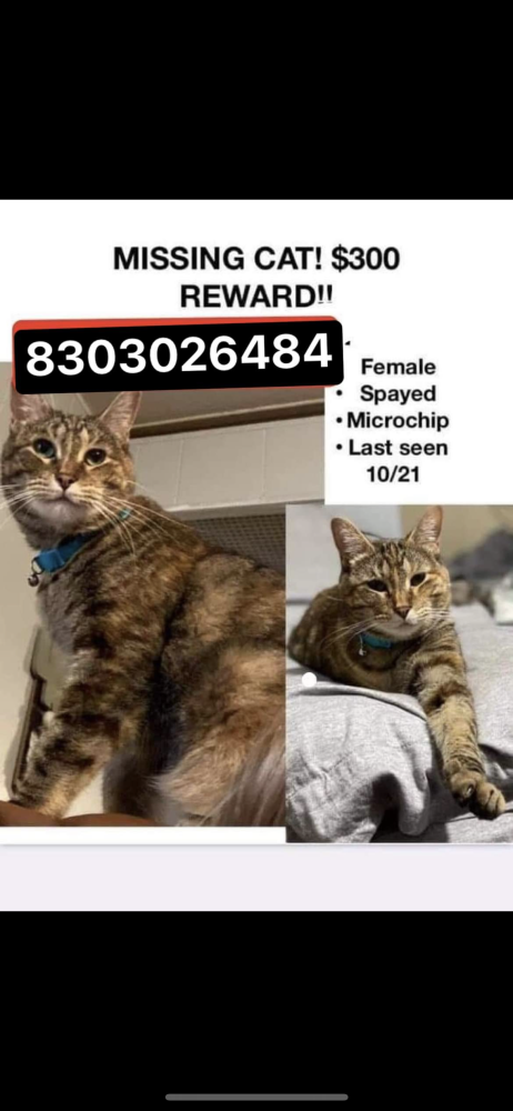 Image of Hailey, Lost Cat