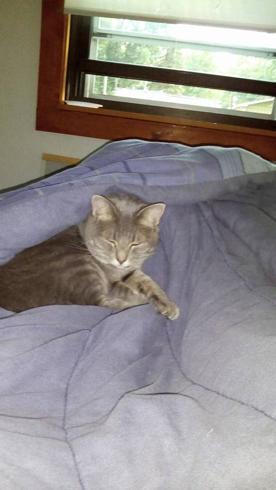Image of Princess Manx grey, Lost Cat
