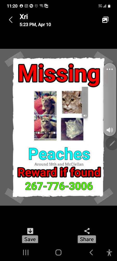 Image of Peaches, Lost Cat