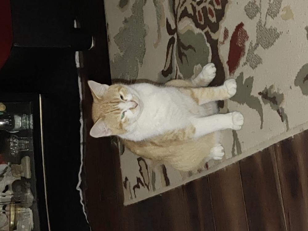 Image of Smooshie, Lost Cat