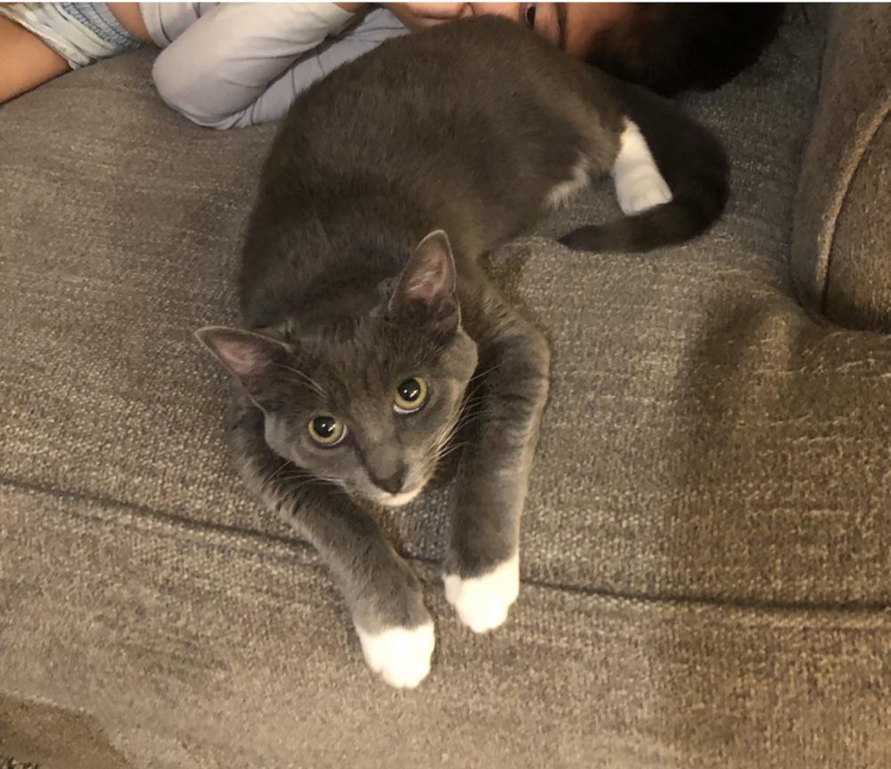 Image of Henley, Lost Cat
