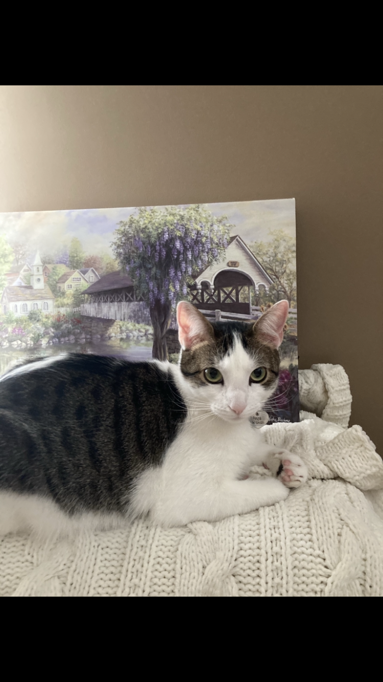 Image of Peppa, Lost Cat