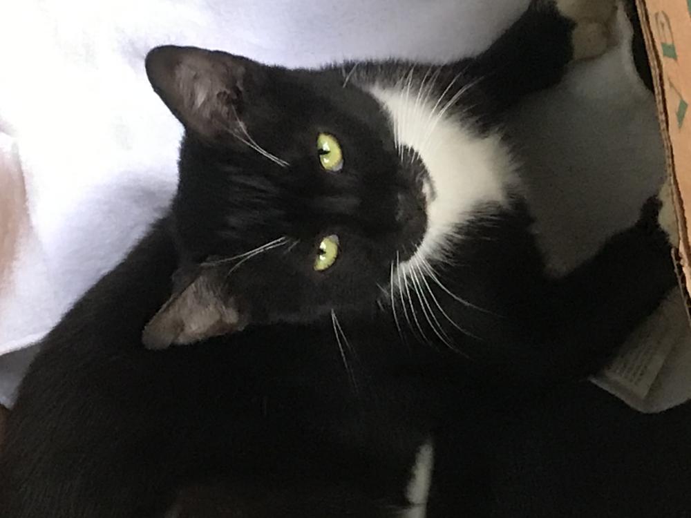 Image of Bebé, Lost Cat