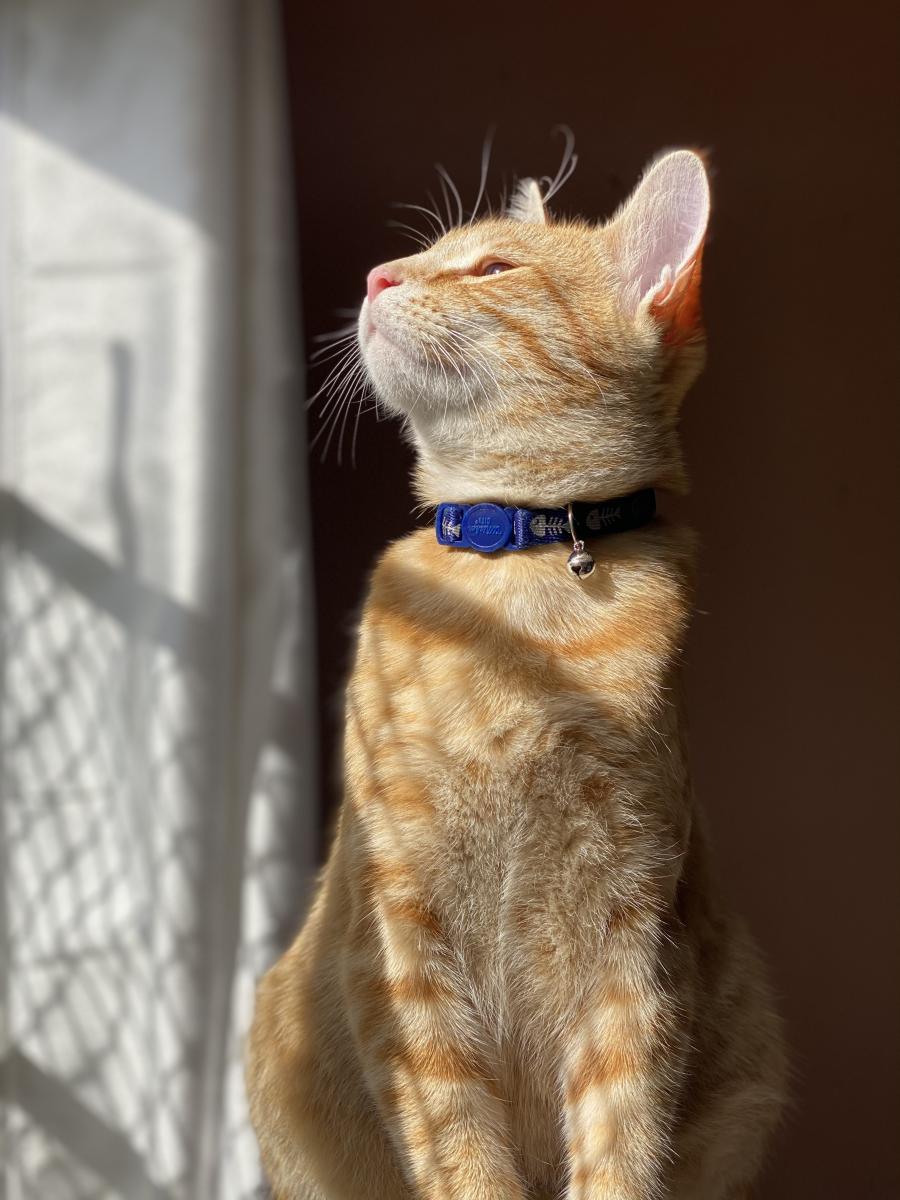 Image of Apollo “Bubbz”, Lost Cat