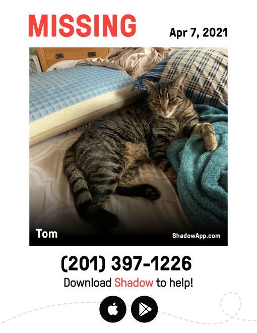 Image of Tom, Lost Cat