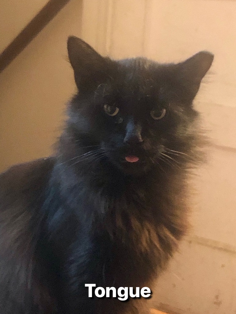 Image of Tongue, Lost Cat