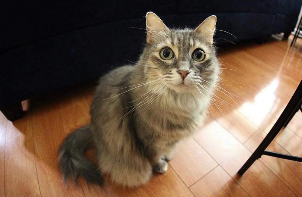Image of Iris, Lost Cat