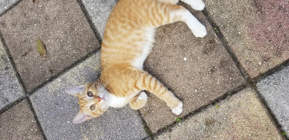 Image of Baby Creamsicle, Lost Cat