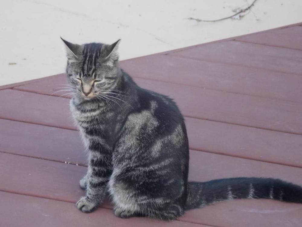 Image of Tiger, Lost Cat