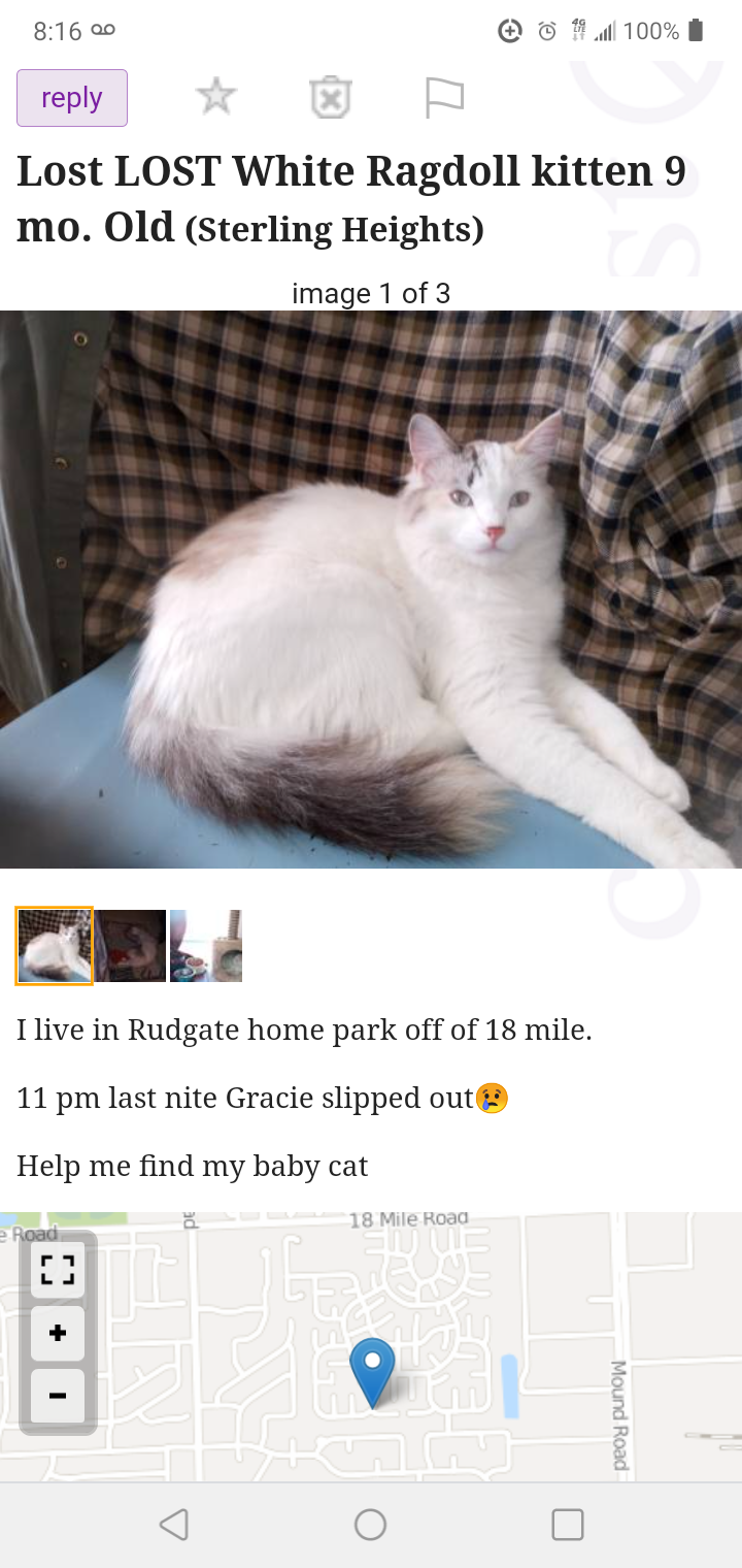 Image of Gracie, Lost Cat