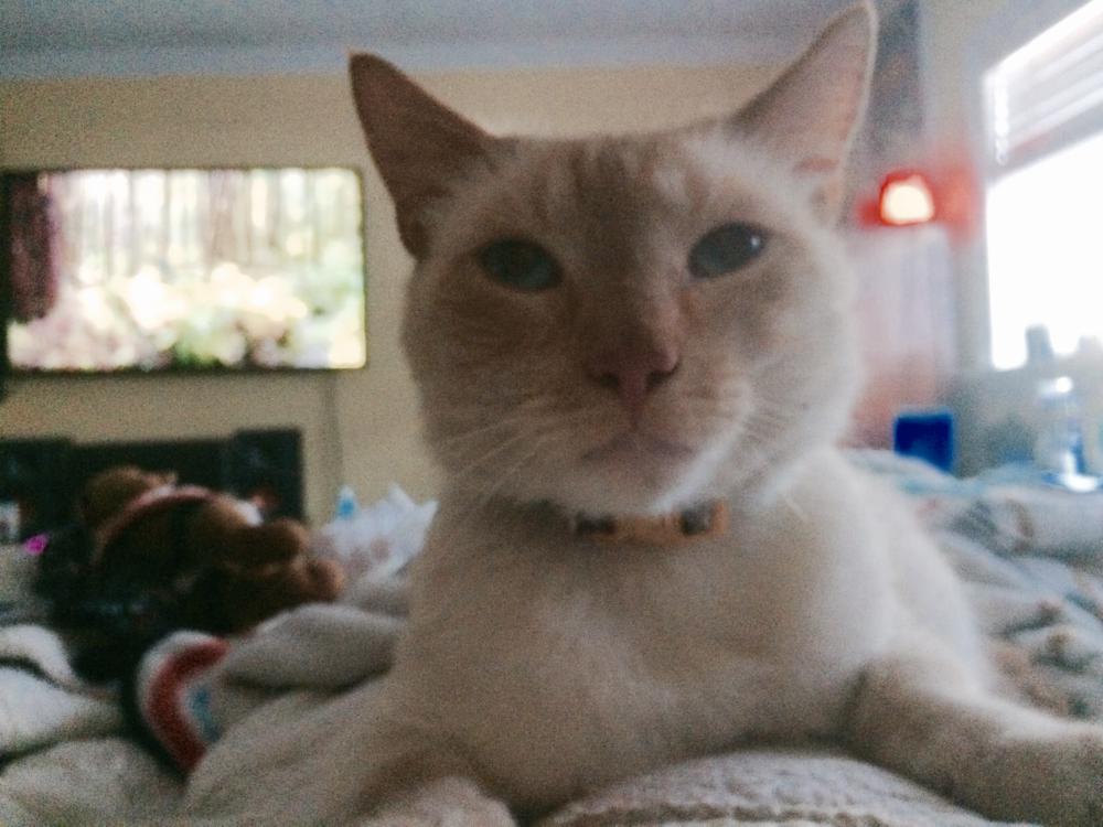 Image of Tripp or Whitey, Lost Cat
