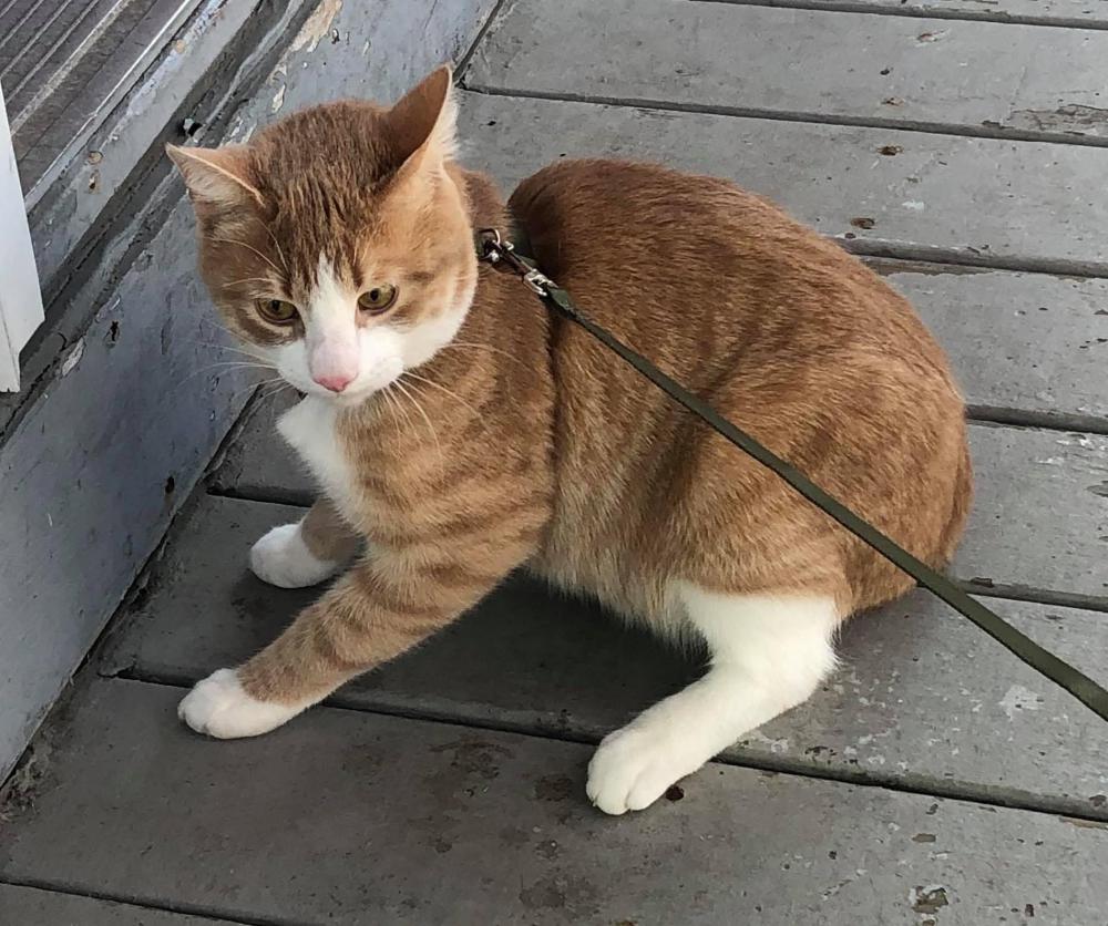Image of Francis, Lost Cat