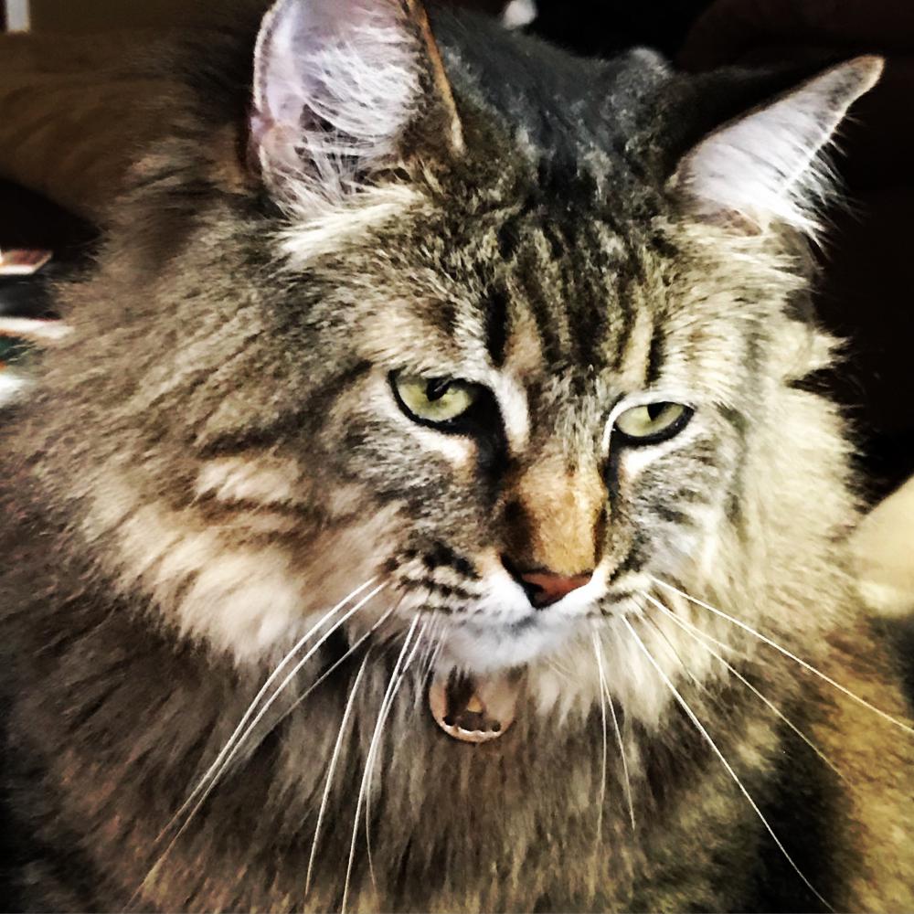 Image of Hatter, Lost Cat