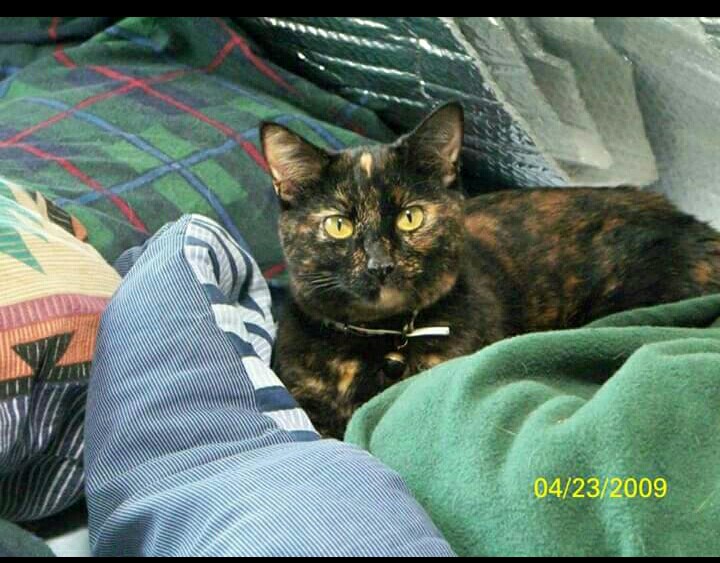 Image of Lola, Lost Cat
