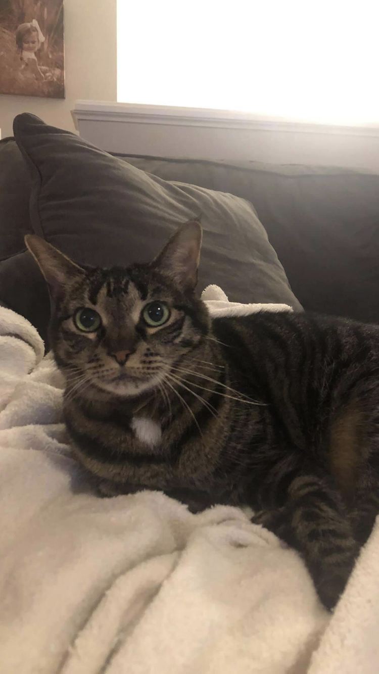 Image of Libby, Lost Cat