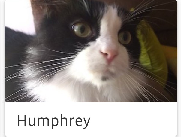 Image of Humphrey, Lost Cat