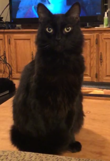 Image of Cocoa, Lost Cat