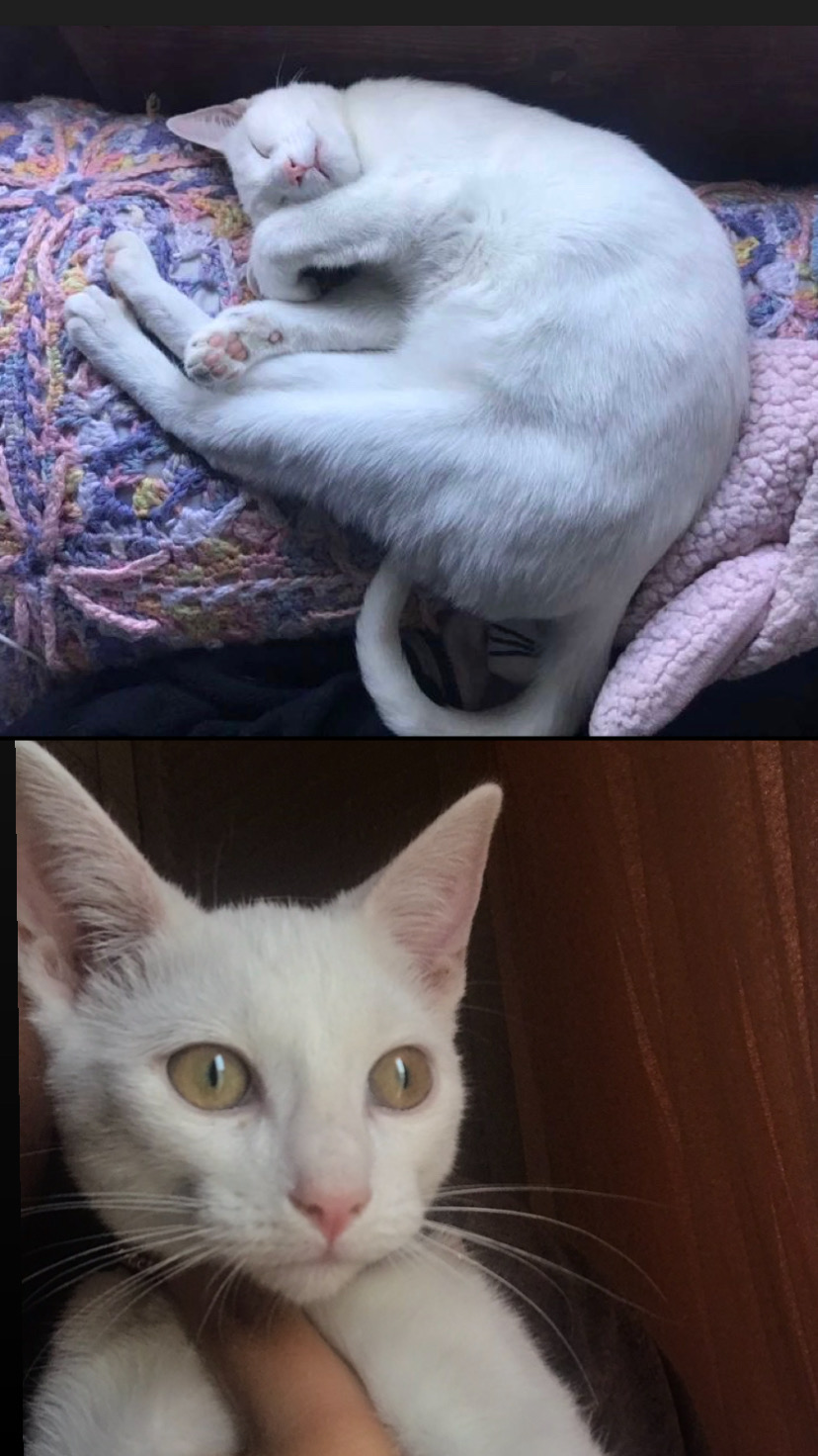 Image of Neives, Lost Cat