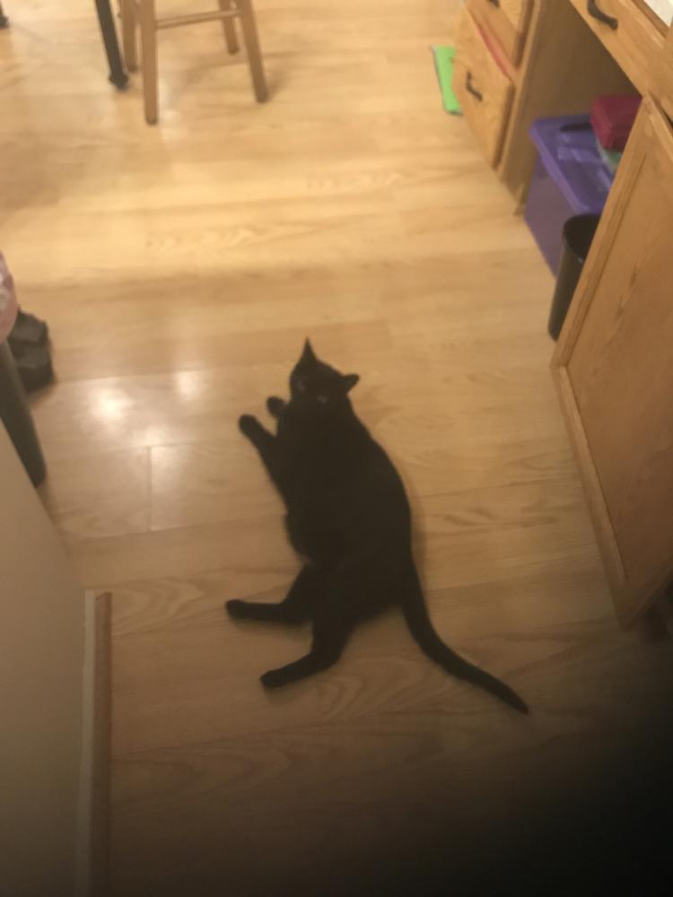 Image of JACKY (BLACK CAT), Lost Cat