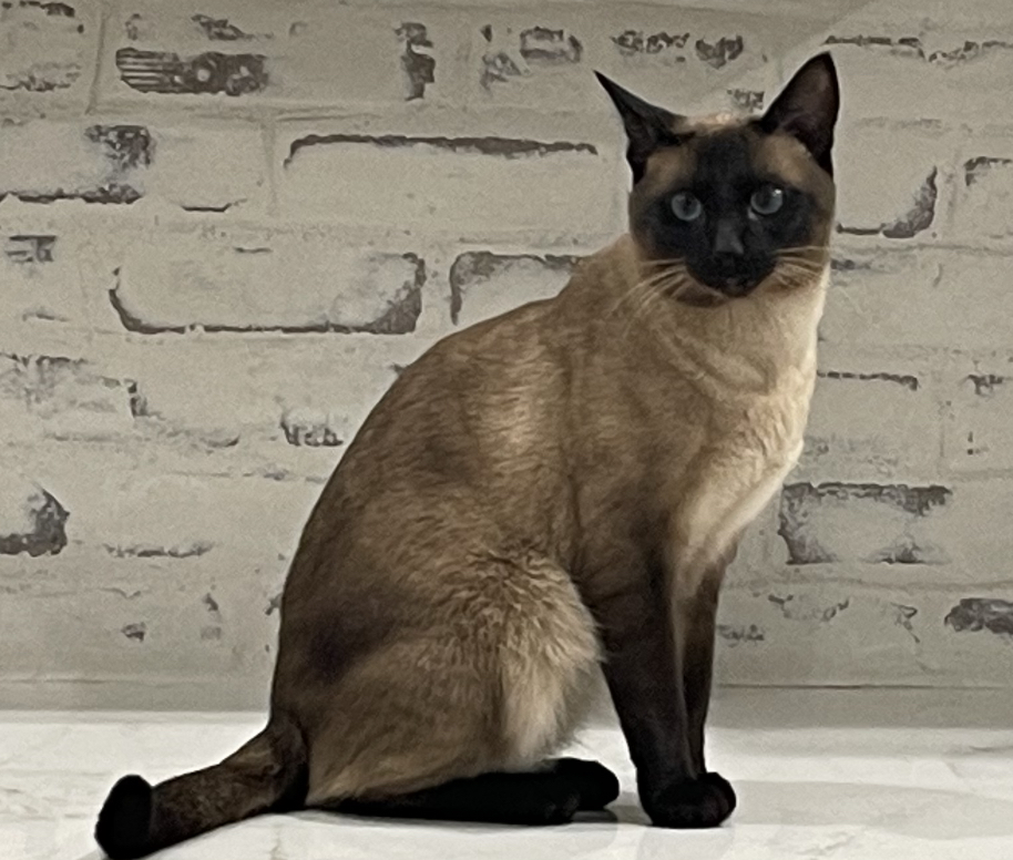 Image of Symba, Lost Cat