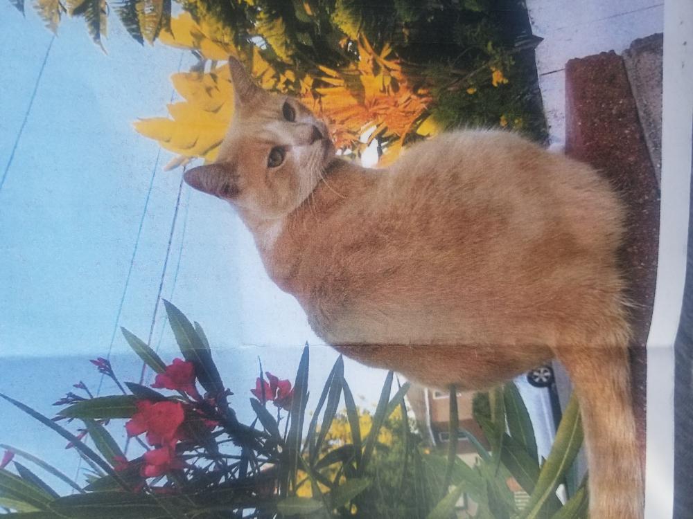 Image of Yagger, Lost Cat