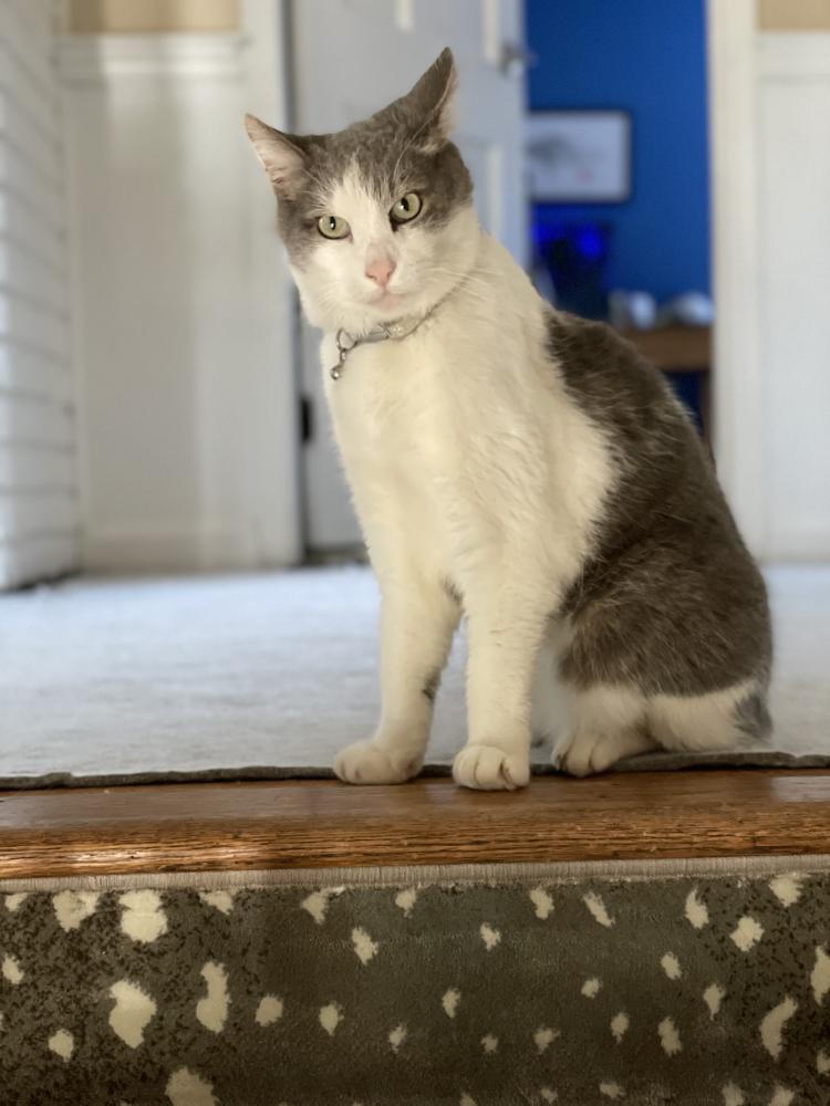 Image of Murphy, Lost Cat