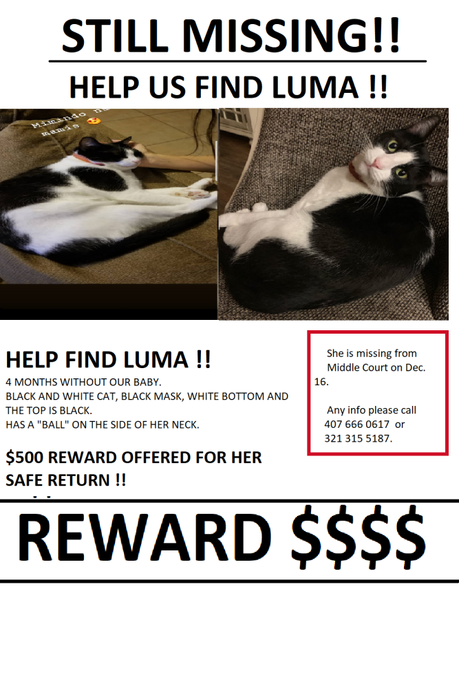 Image of Luma, Lost Cat