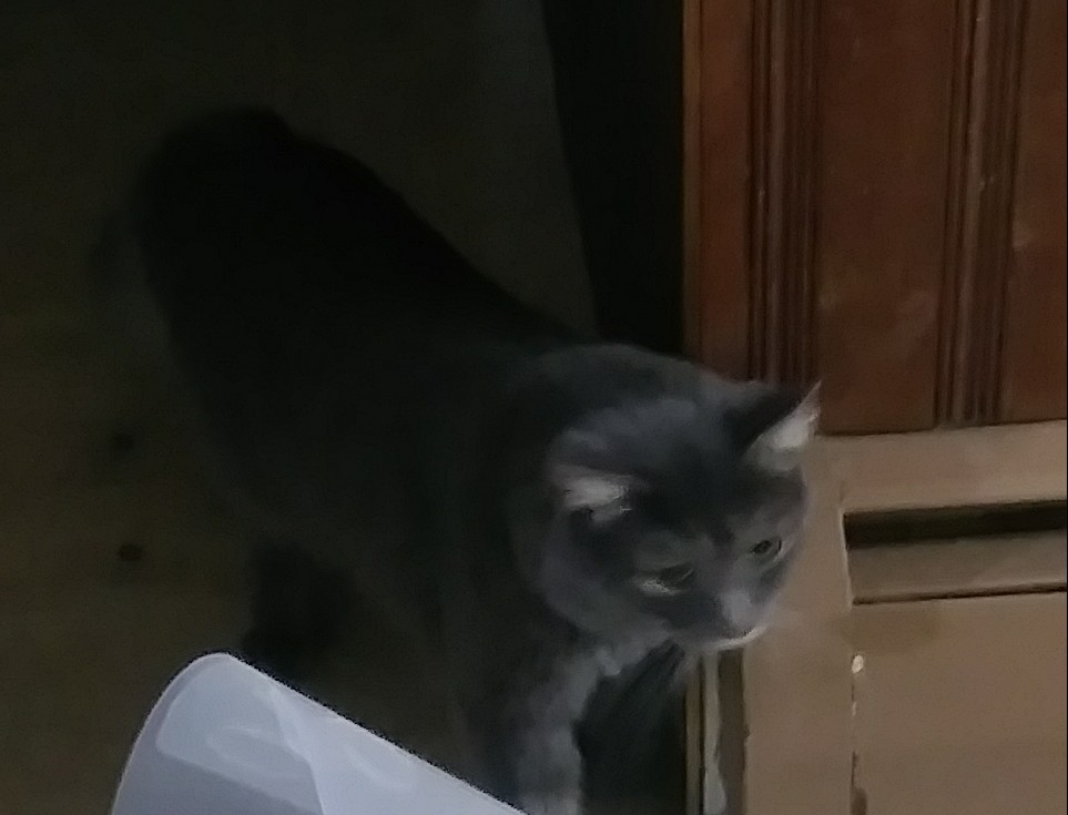 Image of Mister, Lost Cat