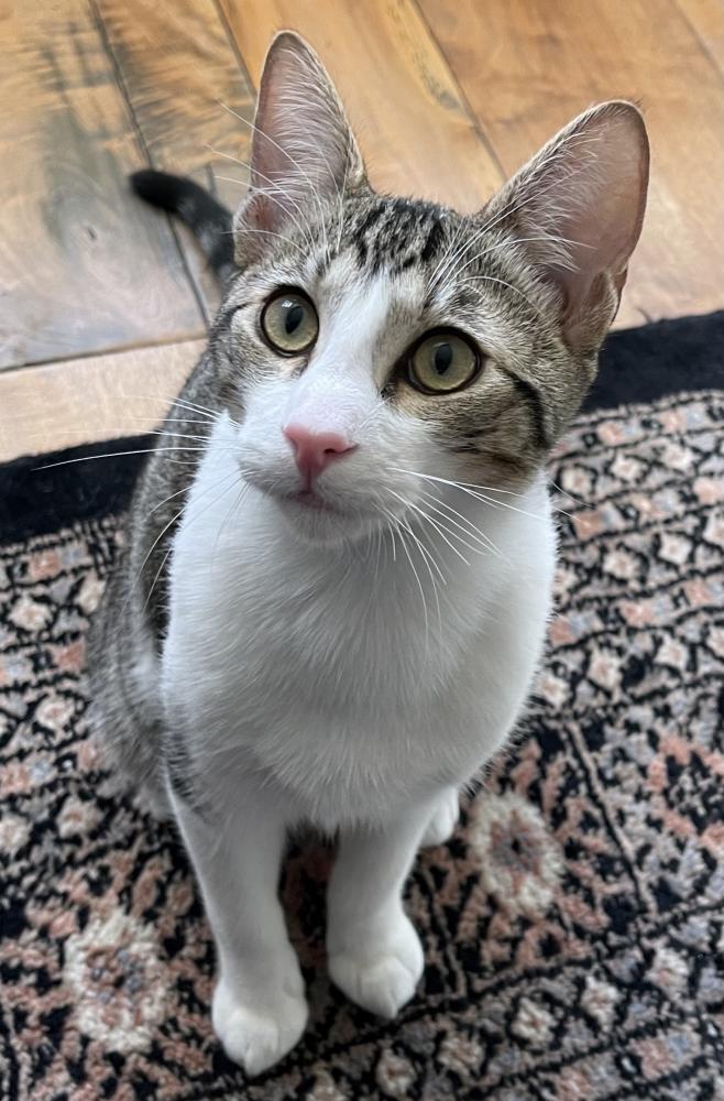 Image of Ralph (Kitty), Lost Cat