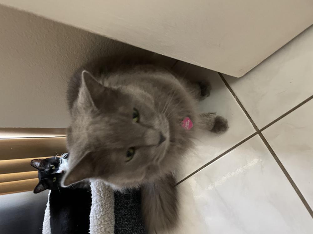 Image of Fly, Lost Cat