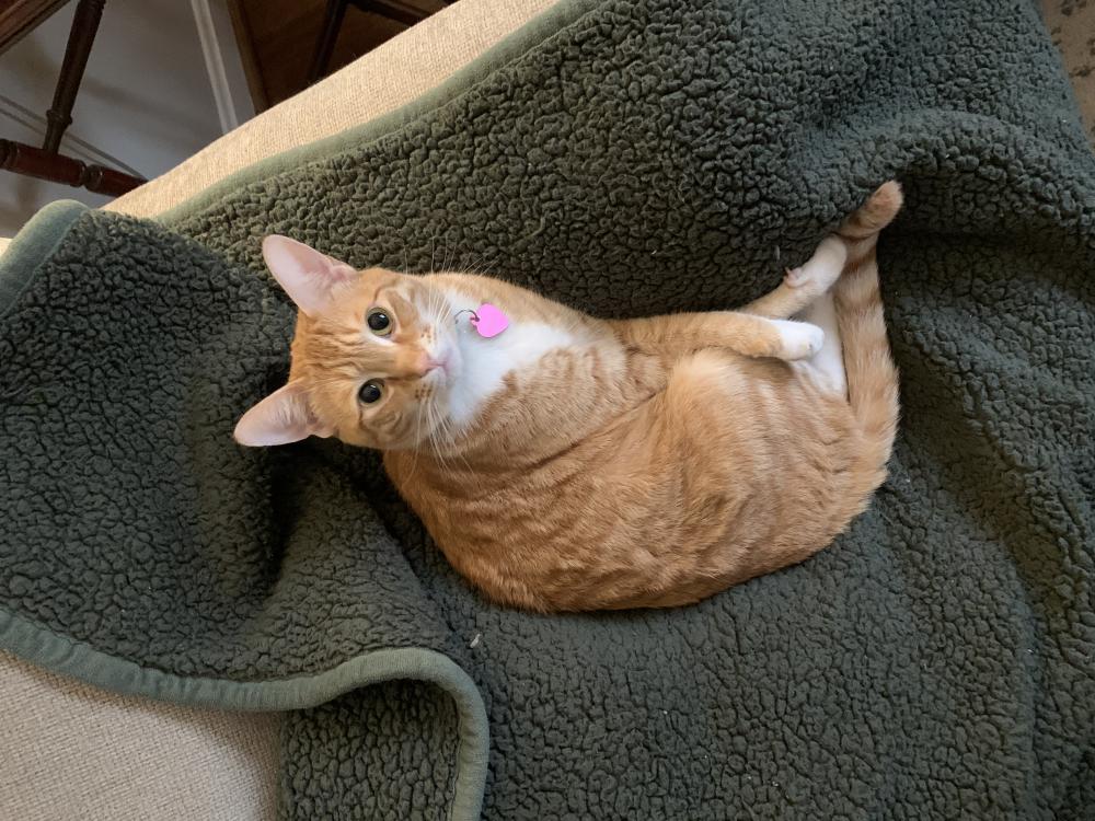 Image of Tummy, Lost Cat