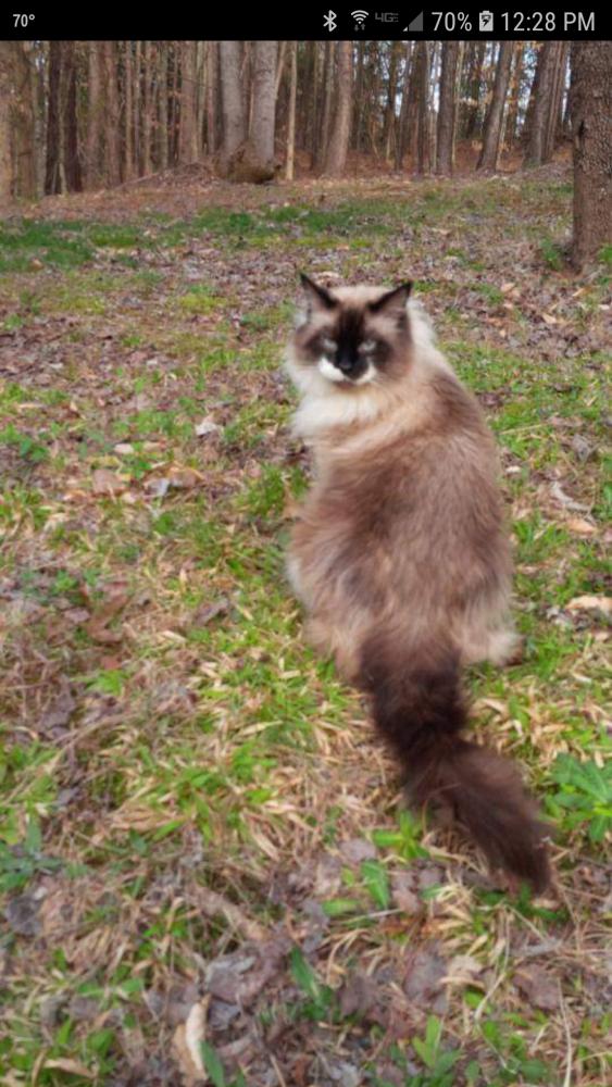 Image of Calcifer, Lost Cat
