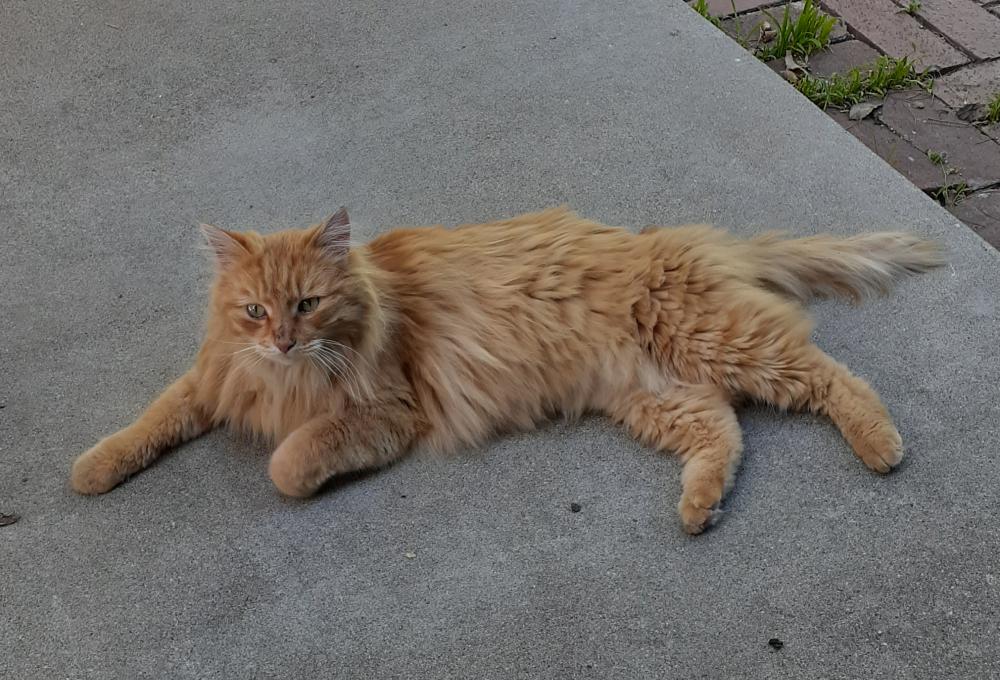 Image of Ginger, Found Cat