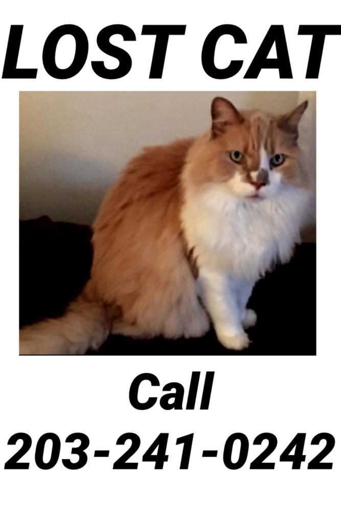Image of Cody, Lost Cat
